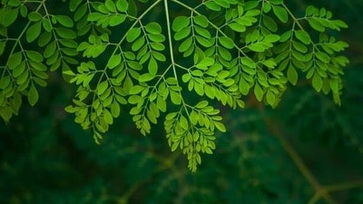 <p>ప్రతిరోజూ కొద్ది మొత్తంలో మునగాకులను నమలడం వల్ల జీర్ణ ఎంజైమ్లు ఉత్తేజితమై, జీర్ణక్రియ సజావుగా సాగుతుంది. అంతేకాకుండా తేలికపాటి విరేచనకారి గుణాలు ఉండటం వల్ల మలబద్ధకం, కడుపు ఉబ్బరం నుండి మంచి ఉపశమనం లభిస్తుంది.</p> <p>ప్రతిరోజూ కొద్ది మొత్తంలో మునగాకులను నమలడం వల్ల జీర్ణ ఎంజైమ్లు ఉత్తేజితమై, జీర్ణక్రియ సజావుగా సాగుతుంది. అంతేకాకుండా తేలికపాటి విరేచనకారి గుణాలు ఉండటం వల్ల మలబద్ధకం, కడుపు ఉబ్బరం నుండి మంచి ఉపశమనం లభిస్తుంది.</p>