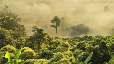 Flames engulfed the world's largest tropical rainforest in 2024 when an unprecedented drought triggered the spread of fires, the majority of which were man-made. (Representative image) Flames engulfed the world's largest tropical rainforest in 2024 when an unprecedented drought triggered the spread of fires, the majority of which were man-made. (Representative image)