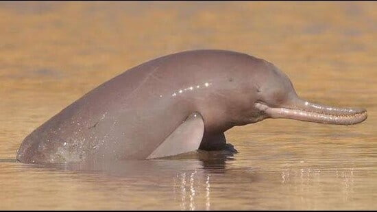 Beas River Conservation Reserve is home to the rare Indus River Dolphin, Punjab’s state aquatic animal.