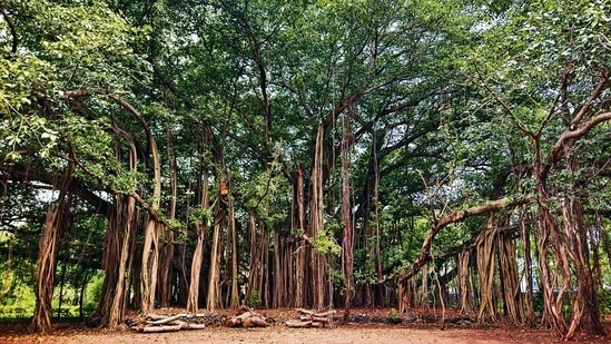 Banyan tree (Raju Shinde/HT Photo)