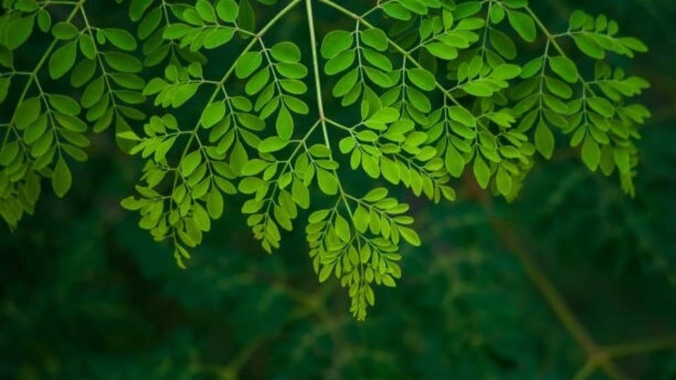 <p>ప్రతిరోజూ కొద్ది మొత్తంలో మునగాకులను నమలడం వల్ల జీర్ణ ఎంజైమ్‌లు ఉత్తేజితమై, జీర్ణక్రియ సజావుగా సాగుతుంది. అంతేకాకుండా తేలికపాటి విరేచనకారి గుణాలు ఉండటం వల్ల మలబద్ధకం, కడుపు ఉబ్బరం నుండి మంచి ఉపశమనం లభిస్తుంది.</p>