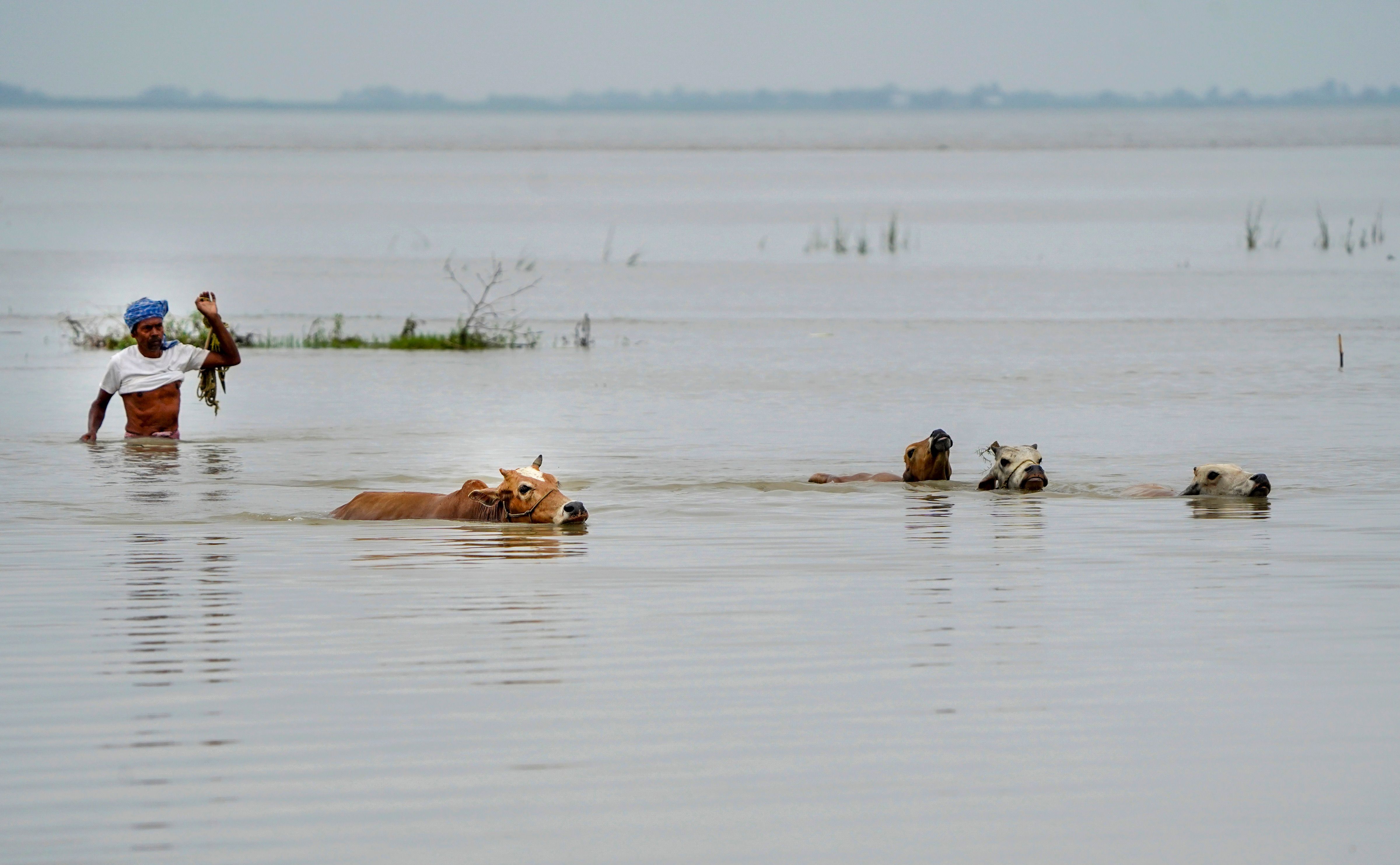 A man guides cattle to a safer place after floodwaters submerged low-lying areas, in Morigaon, Assam. (PTI) A man guides cattle to a safer place after floodwaters submerged low-lying areas, in Morigaon, Assam. (PTI)