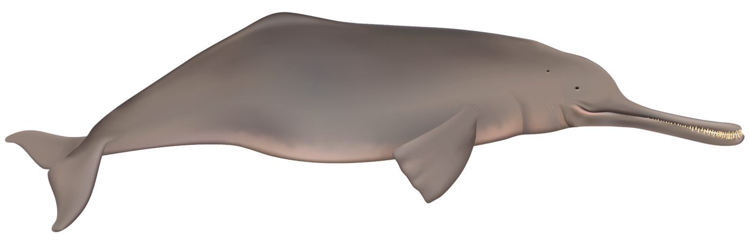 Illustration of a Ganga river dolphin. (www.riverdolphins.org) Illustration of a Ganga river dolphin. (www.riverdolphins.org)