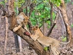 India's International Big Cat Alliance is aimed at bringing together range-countries for a shared commitment to protect the world’s most iconic species.