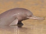 Beas River Conservation Reserve is home to the rare Indus River Dolphin, Punjab’s state aquatic animal.