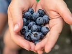 Berries are rich in antioxidants, making them a great brain food.