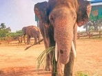'కుంకీ' ఏనుగులు!