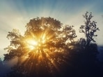 Sunlight is one of the most crucial elements for longevity.