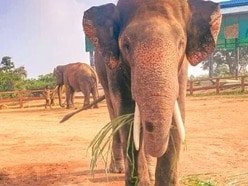 'కుంకీ' ఏనుగులు!