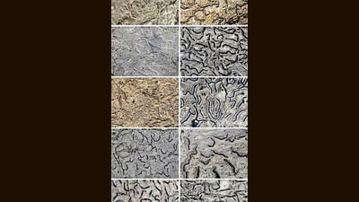 Scientists say documenting lichen diversity can help identify ecologically sensitive areas. (HT)