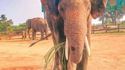 'కుంకీ' ఏనుగులు! 'కుంకీ' ఏనుగులు!