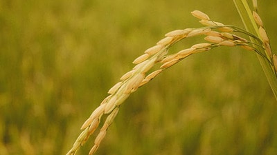 ధాన్యం కొనుగోళ్లు