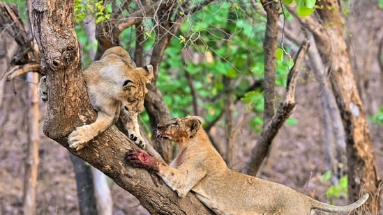 India's International Big Cat Alliance is aimed at bringing together range-countries for a shared commitment to protect the world’s most iconic species.