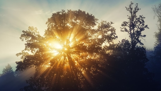 Sunlight is one of the most crucial elements for longevity.