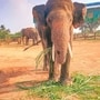 'కుంకీ' ఏనుగులు!