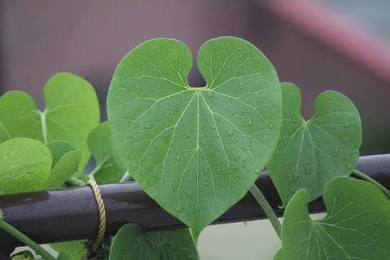 Giloy, a traditional herb, is often believed to help manage diabetes. (Pixabay)