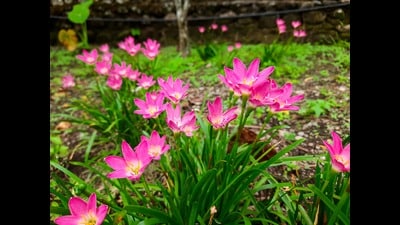 The little pink rain lilies in my front lawn greeted me gleefully in the morning with all their might as I hurried past to the laundry room. (Shutterstock) The little pink rain lilies in my front lawn greeted me gleefully in the morning with all their might as I hurried past to the laundry room. (Shutterstock)