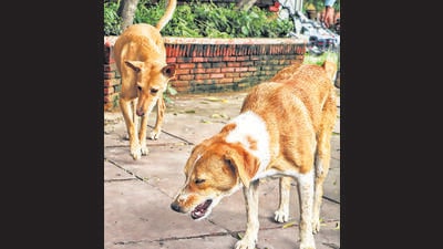 The order was passed as the high court registered suo moto petition to monitor the implementation of Supreme Court’s stray dog management directions. The order was passed as the high court registered suo moto petition to monitor the implementation of Supreme Court’s stray dog management directions.