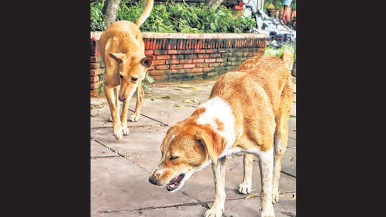 The order was passed as the high court registered suo moto petition to monitor the implementation of Supreme Court’s stray dog management directions.