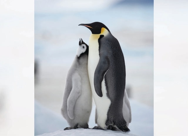 Conspiracy theorists think Antarctica is the cold prison for fallen angels mentioned in the Book of Enoch. (ADOBE STOCK) Conspiracy theorists think Antarctica is the cold prison for fallen angels mentioned in the Book of Enoch. (ADOBE STOCK)