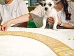 A tarot reader conducts a 'pet tarot' session with a dog at a fortune-telling parlour in Seoul. (Reuters)