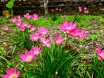 The little pink rain lilies in my front lawn greeted me gleefully in the morning with all their might as I hurried past to the laundry room. (Shutterstock)