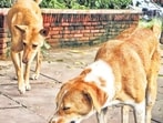 The order was passed as the high court registered suo moto petition to monitor the implementation of Supreme Court’s stray dog management directions.