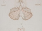 The thyroid is a small butterfly-shaped gland situated at the base of the neck.