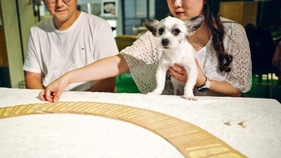 A tarot reader conducts a 'pet tarot' session with a dog at a fortune-telling parlour in Seoul. (Reuters)