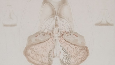 The thyroid is a small butterfly-shaped gland situated at the base of the neck. (Re;presentative/ Unsplash) The thyroid is a small butterfly-shaped gland situated at the base of the neck. (Re;presentative/ Unsplash)