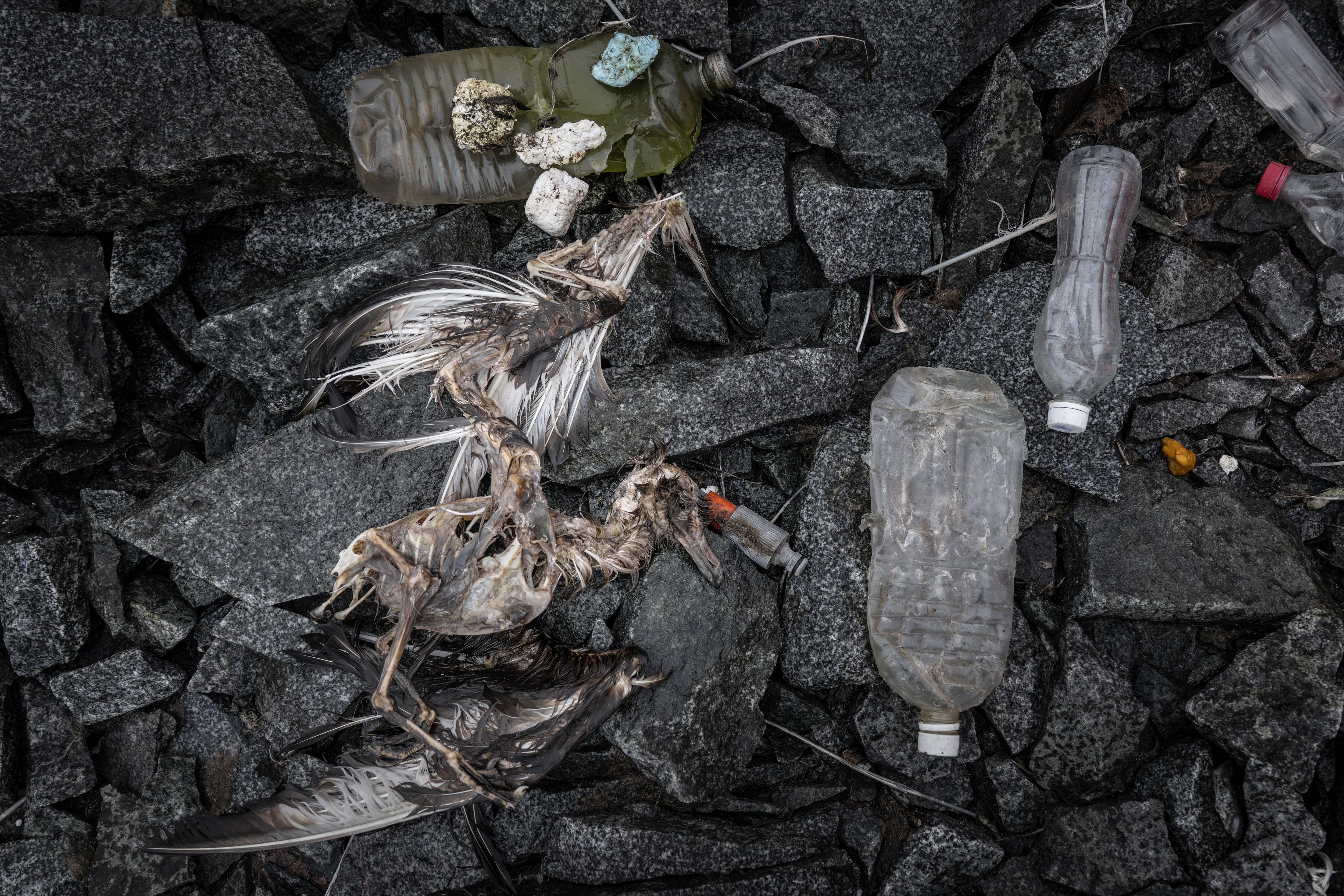 Plastic waste near the corpses of migratory birds in Antarctica; 2026. Getty Images Plastic waste near the corpses of migratory birds in Antarctica; 2026. Getty Images