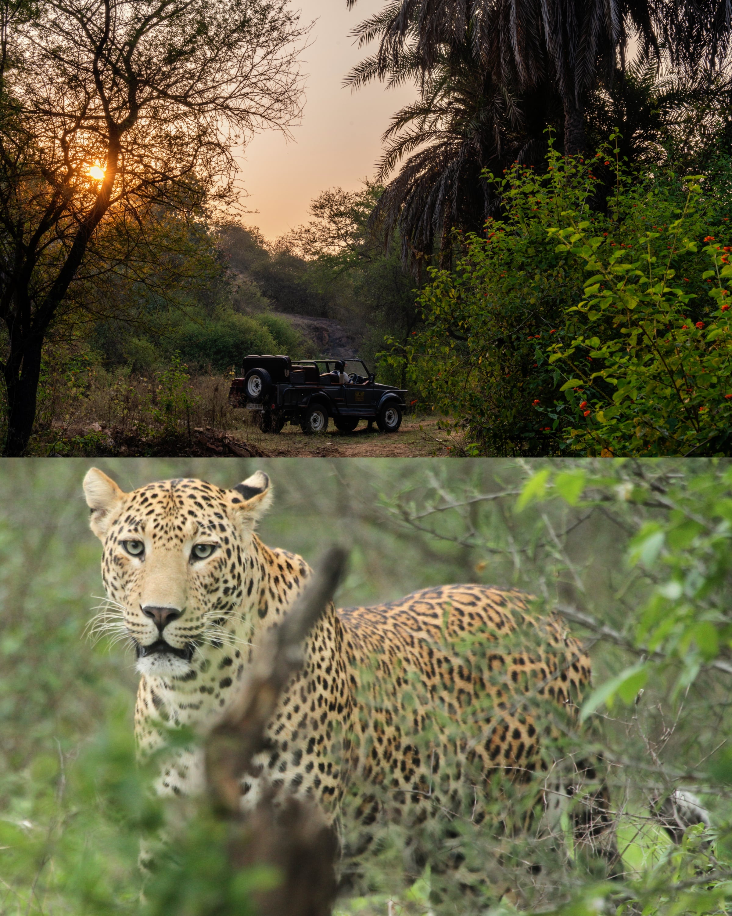 Guided open-top 4x4 safaris offer guests an opportunity to explore the 150-hectare private reserve and spot native wildlife, including majestic leopards. Guided open-top 4x4 safaris offer guests an opportunity to explore the 150-hectare private reserve and spot native wildlife, including majestic leopards.