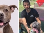 Amelia the viral pooch: 6-year-old Florida pit bull pup's final struggle before finding her forever home