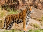Experience the thrill of the wild at these iconic Tiger reserves in India.