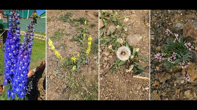 Flowers of Delphinium elatum (Army camp, Drass), Verbascum thapsus (Sando Top, Drass), Taraxacum (Mashkoh Valley) and Acantholimon lycopodioides (Sando Top, Drass). The species of flowers were identified by the renowned eFloraofIndia group of botanists. (PHOTOS: COL. RAJESH ADHAU) Flowers of Delphinium elatum (Army camp, Drass), Verbascum thapsus (Sando Top, Drass), Taraxacum (Mashkoh Valley) and Acantholimon lycopodioides (Sando Top, Drass). The species of flowers were identified by the renowned eFloraofIndia group of botanists. (PHOTOS: COL. RAJESH ADHAU)