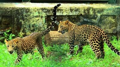 Mumbai, India - June 15, 2018: Two leopard cubs Tara and Suraj were rescued from Ahmednagar after being abandoned by their mother,Cubs seen playing in rescue center of Sanjay Gandhi National Park, Borivali in Mumbai, India, on Friday, June 15, 2018. (Photo by Pramod Thakur/Hindustan Times) (Pramod Thakur/HT Photo) Mumbai, India - June 15, 2018: Two leopard cubs Tara and Suraj were rescued from Ahmednagar after being abandoned by their mother,Cubs seen playing in rescue center of Sanjay Gandhi National Park, Borivali in Mumbai, India, on Friday, June 15, 2018. (Photo by Pramod Thakur/Hindustan Times) (Pramod Thakur/HT Photo)