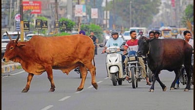 Stray cattle troubling motorists in Dugri on Saturday. (Manish/ht)