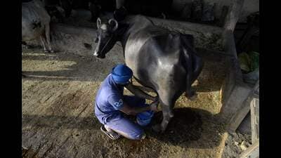 With the revision, the procurement rate for cow milk has been increased from ₹810 to ₹850 per kilogram of fat, while the rate for buffalo milk has been raised from ₹850 to ₹890 per kilogram of fat (AFP) With the revision, the procurement rate for cow milk has been increased from ₹810 to ₹850 per kilogram of fat, while the rate for buffalo milk has been raised from ₹850 to ₹890 per kilogram of fat (AFP)
