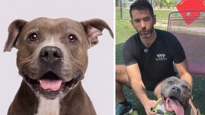 Amelia the viral pooch: 6-year-old Florida pit bull pup's final struggle before finding her forever home Amelia the viral pooch: 6-year-old Florida pit bull pup's final struggle before finding her forever home