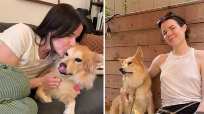 Animal lovers heartbroken as foster mom shares she's putting down famous dog Simon (Isabel Klee/Instagram ) Animal lovers heartbroken as foster mom shares she's putting down famous dog Simon (Isabel Klee/Instagram )