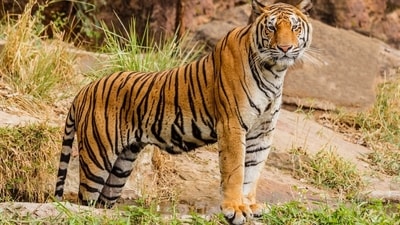 Experience the thrill of the wild at these iconic Tiger reserves in India. (Unsplash) Experience the thrill of the wild at these iconic Tiger reserves in India. (Unsplash)