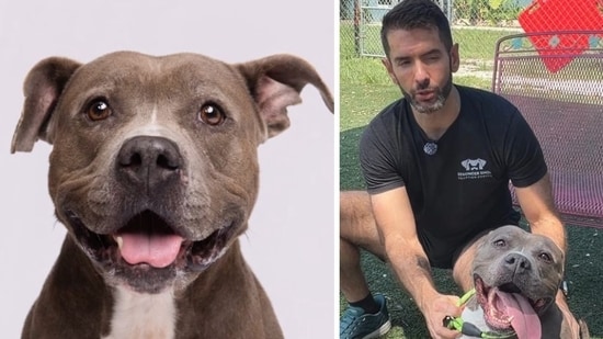 Amelia the viral pooch: 6-year-old Florida pit bull pup’s final struggle before finding her forever home