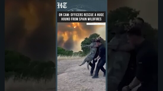 Watch: Officers Rescue Giant Hound From Deadly Spain Wildfires | Viral Rescue Video