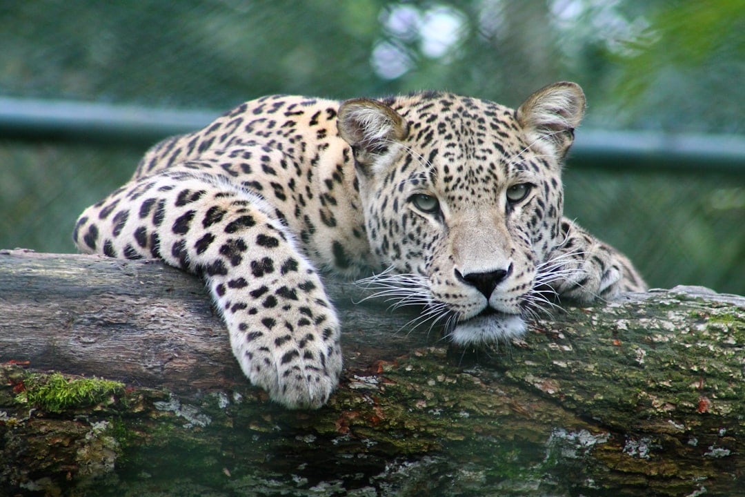 The reserve shelters tigers, leopards, wild dogs, jackals and abundant birdlife, offering a rewarding safari experience. (Unsplash) The reserve shelters tigers, leopards, wild dogs, jackals and abundant birdlife, offering a rewarding safari experience. (Unsplash)