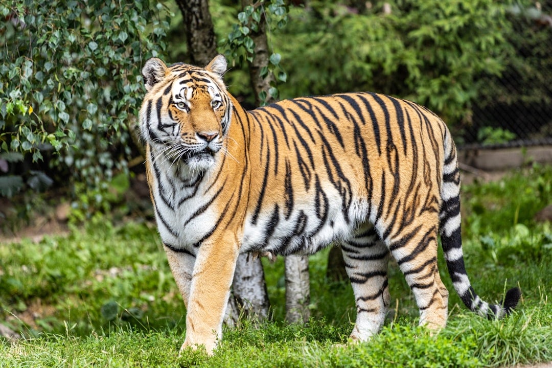 One of India's most iconic wildlife destinations, Ranthambore pairs dramatic landscapes with centuries of history. (Unsplash) One of India's most iconic wildlife destinations, Ranthambore pairs dramatic landscapes with centuries of history. (Unsplash)