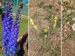 Flowers of Delphinium elatum (Army camp, Drass), Verbascum thapsus (Sando Top, Drass), Taraxacum (Mashkoh Valley) and Acantholimon lycopodioides (Sando Top, Drass). The species of flowers were identified by the renowned eFloraofIndia group of botanists. (PHOTOS: COL. RAJESH ADHAU)