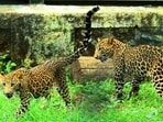 Mumbai, India - June 15, 2018: Two leopard cubs Tara and Suraj were rescued from Ahmednagar after being abandoned by their mother,Cubs seen playing in rescue center of Sanjay Gandhi National Park, Borivali in Mumbai, India, on Friday, June 15, 2018. (Photo by Pramod Thakur/Hindustan Times) (Pramod Thakur/HT Photo)