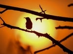 Gram it: This panting-like picturesque image of a bird perched on a tree branch, against the backdrop of the setting sun, is a photograph captured by a lensman in Delhi! Isn't this the best pic to change your Monday blues into colours of joy and hope?