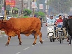 Stray cattle troubling motorists in Dugri on Saturday. (Manish/ht)