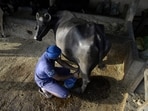 With the revision, the procurement rate for cow milk has been increased from  <span class='webrupee'>₹</span>810 to  <span class='webrupee'>₹</span>850 per kilogram of fat, while the rate for buffalo milk has been raised from  <span class='webrupee'>₹</span>850 to  <span class='webrupee'>₹</span>890 per kilogram of fat (AFP)